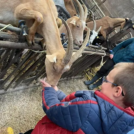 Kota A La Ferme *
