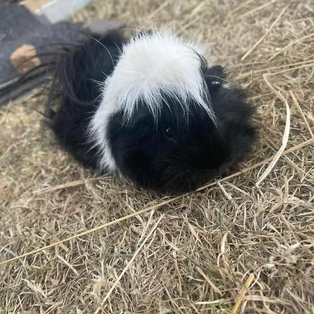 Kota A La Ferme Luxury tent *